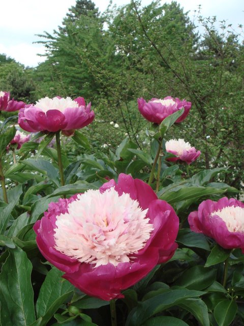 Paeonia lactiflora 'White Cap'